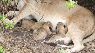 Mother feed