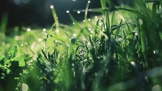 Morning Relaxation Nature | Nature Video | Calming | viralfebspotvideo