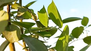 Enjoy Life Beautiful Nature | Soothing Relaxation | Meditation Video | febspotvideo | #short