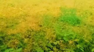 1000 sai