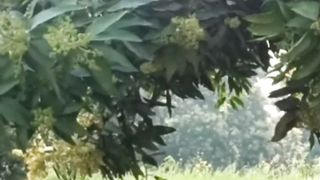 Garden View | Relaxation Enivironment | Peaceful View | Calm | #shortsvideo |febspotshorts