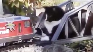 Hilarious Cat Fails: Cat Revolutionizes Comedy in 2023! 4