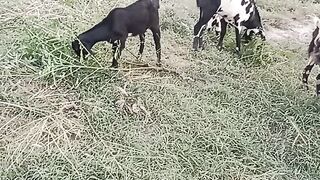 Goat are eating