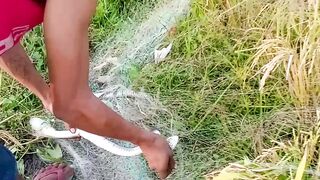 snake trapped in net