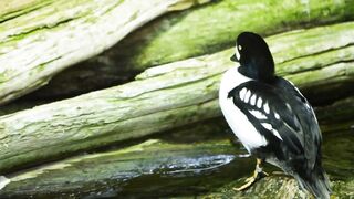 very beautiful duck 4k
