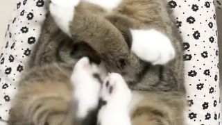 Funny cat and dog video 2023 2