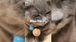 Funny Random Cat