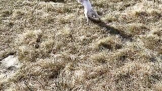 New Funny cat and dog video 2023