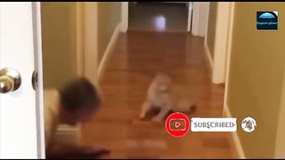 Funny Animal Videos 2023- Funniest Cats and Dogs