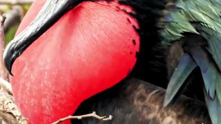 The Fascinating Sleep-Flying Abilities of the Frigatebird