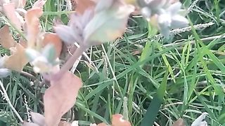 Animal lovers 540