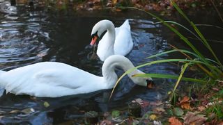 love bird geese 4k