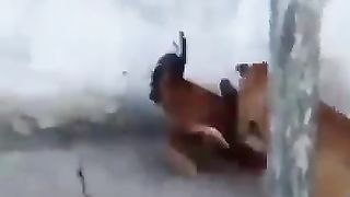 Dog & Cock fight.????