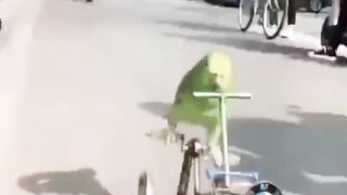 Parrot driving cycle.????
