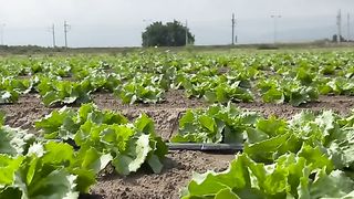 Радосвета и Ивайло Малджански, производители на „Брей!“ салата айсберг