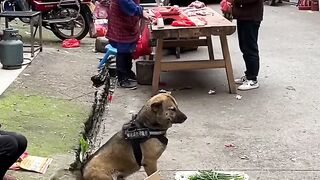 DOG LOYALTY WITH THEIR MASTER