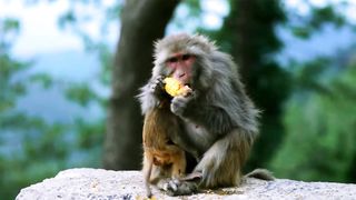 A monkey is eating with its baby 4k