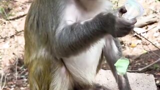 Monyet makan enak