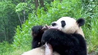 Panda makan enak