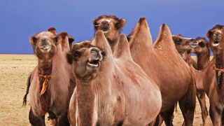 the camel is chewing 4k
