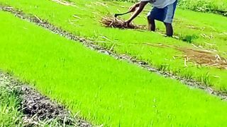 rice planting