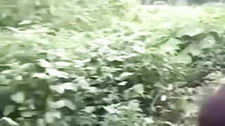 Gorilla's in a jungle with men