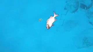 My lil fishy friend needs help ????