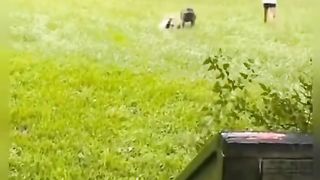 Very incredible And funny compilation of dogs