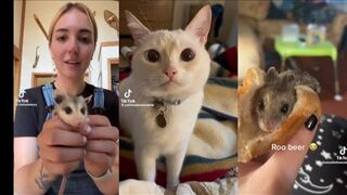 silly animal TikTok compilation to calm down to