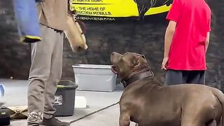 This pit bulls got incredible restraint ???? protect his brother is all he cares
