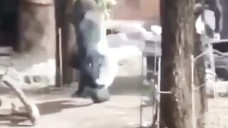 Human wait! Let me show you my baby