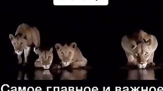 Это семья