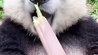 ASMR panda????????????