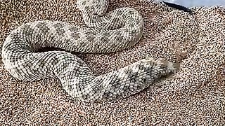 Sahara sand viper burrowing in sand original