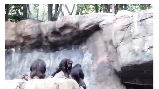 Mankey in the zoo be throwing rocks at visitors