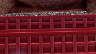 Truk Trailer 49