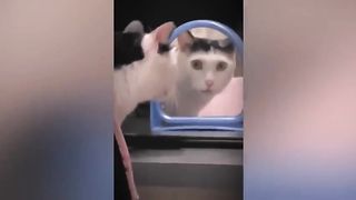 The most Cutest cats just lovely cats????????????????????????????
