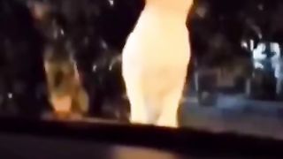 Funny animal vedio 2