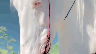 White horse 2