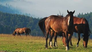 horses are in the pasture 4k