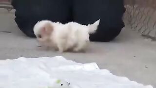 Dogs with a juvenile gait.