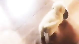 Puppies bringing their own plates.