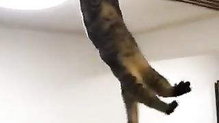 Cats discovering new games.