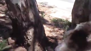 Angry koala after being thrown out of a tree by a friend.