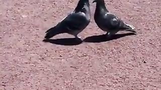Pigeons behaving strangely.