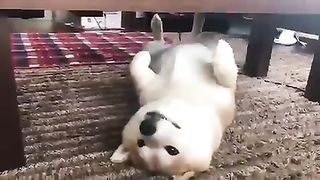 Dogs that couldn't sleep