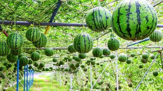How to grow watermelon from modern way|grow 100 millions of watermelon