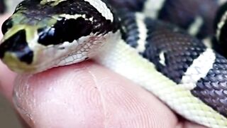 "Unveiling the Incredible Flying Snake: Secrets of the Chrysopelea"