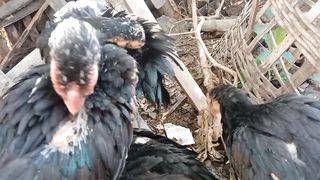 anak ayam