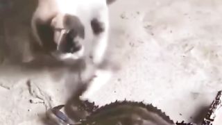 funny collection of funny pets